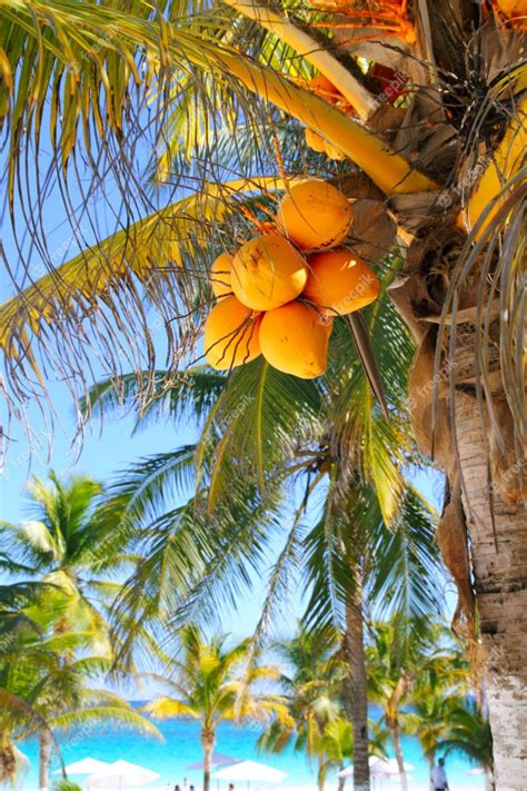 Coconut Palm Trees Caribbean Tropical Beach Photo