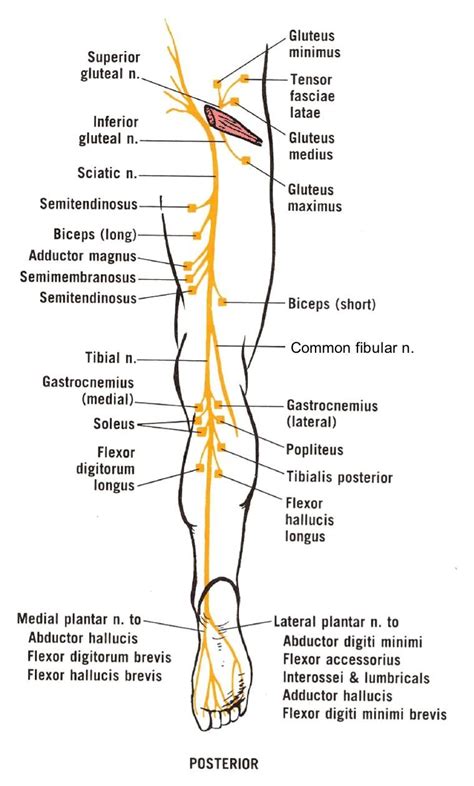 Sciatic Nerve Anatomy
