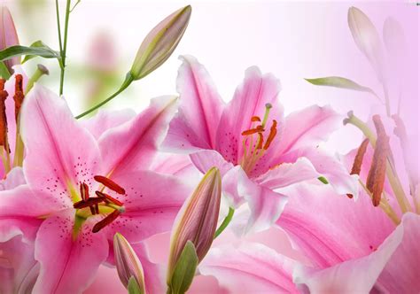 Pink Lilies Flowers Wallpapers 4000x2807