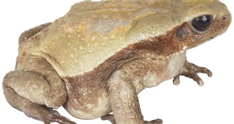 This shouldn't be too difficult to ascertain. How to get rid of frogs in a pond