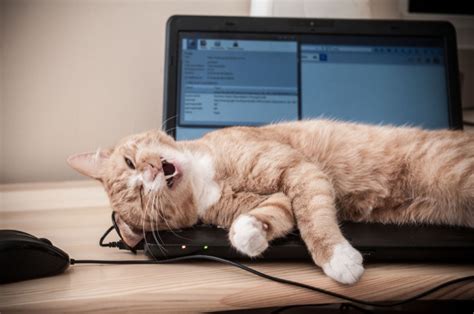 Get a $45 bonus after becoming a. The trouble with cats and working from home ...