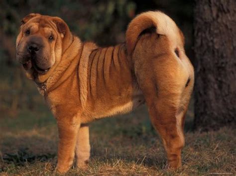 Shar Pei Portrait Showing The Curled Tail And Wrinkles On The Back