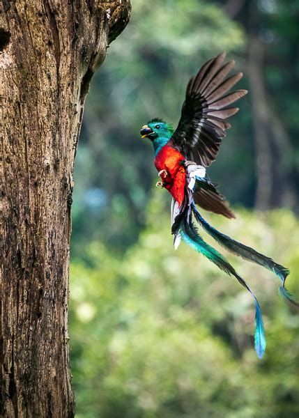 How To See The Resplendent Quetzal Bird In Guatemala