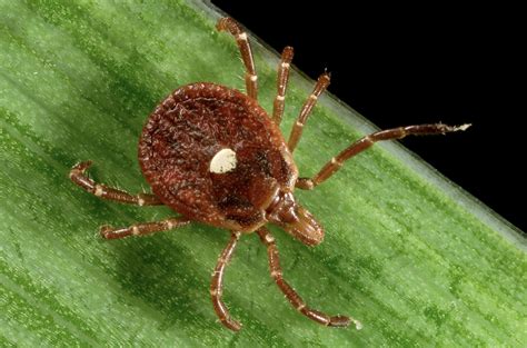 How New Tick Bites Impacted Us Alpha Gal Information