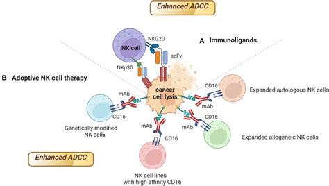 Frontiers Potentiation Of Natural Killer Cells To Overcome Cancer Resistance To Nk Cell Based