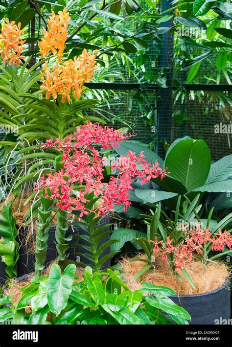 Flowers In Singapore National Orchid Garden Stock Photo Alamy