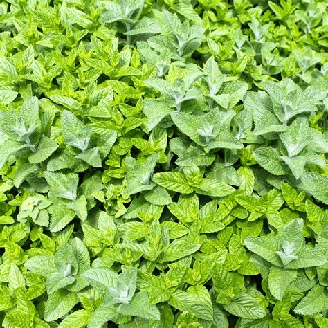 Mint Ginger 1 Plant Garden Kitchen Herb For Cooking