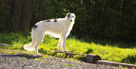 A Look At The Russian Wolfhound Or Borzoi Calm And Loyal