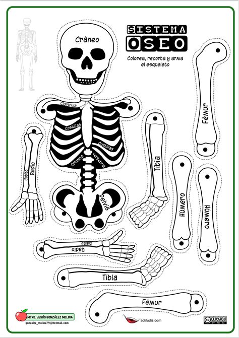 Esqueleto Humano 3d Para Armar Esqueletos Recortables Esqueleto