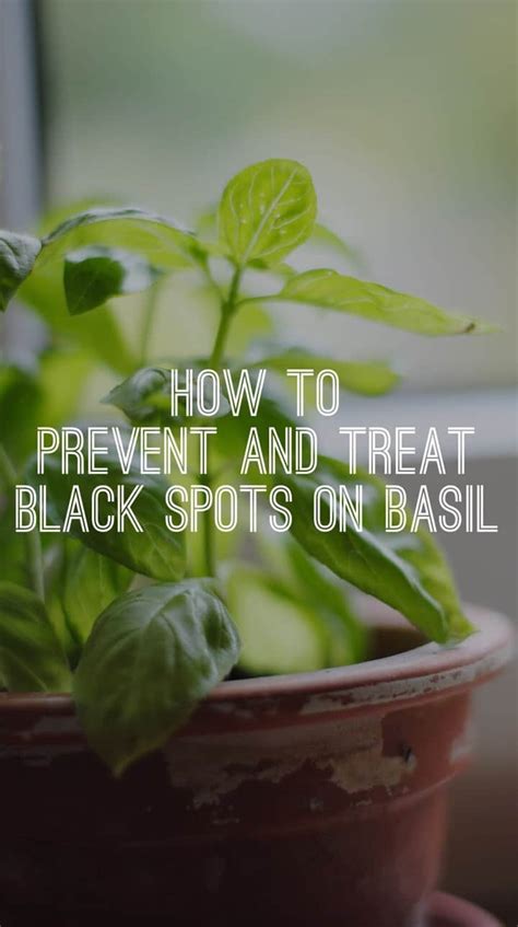 Dark spots on the lips or an uneven skin tone can indicate a vitamin deficiency. Black Spots on Basil Leaves - Gardening Channel