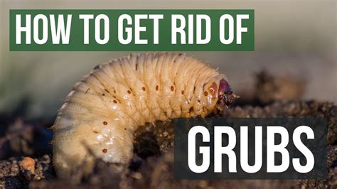 How To Get Rid Of Grubs Guaranteed 4 Easy Steps Youtube