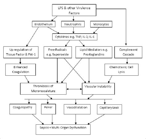 Pathophysiology Of Sepsis Severe Sepsis And Septic Shock Adapted From