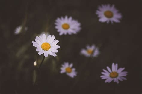 Daisy Flower White Free Photo On Pixabay Pixabay