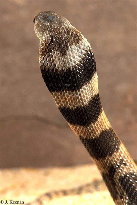Central Asian Cobra Naja Oxiana Cobra Snake Venom Animals
