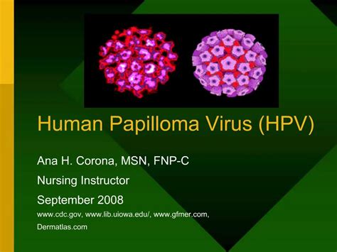 Ppt Human Papilloma Virus Hpv Powerpoint Presentation Free Download