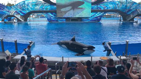 Kayla The Orca Whale 30th Birthday Celebration Seaworld Orlando