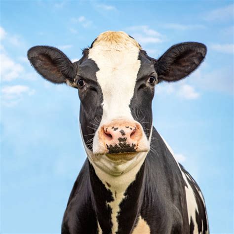 Dairy Cow Face