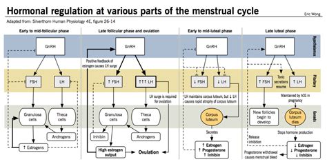 Hormonal Regulation At Various Parts Of The Menstrual Cycle Mcmaster