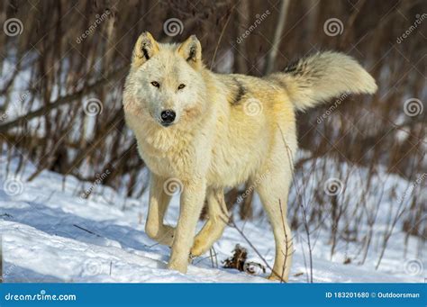 Female Wolf Pack Leader Stock Photo Image Of Wildlife 183201680