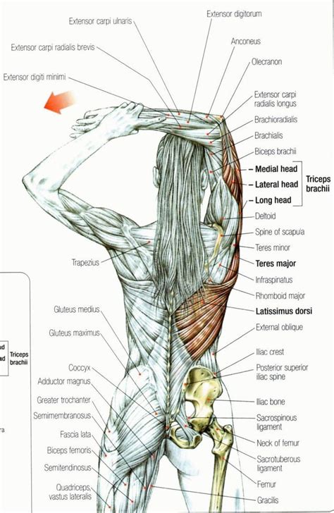 Share this article via email with one or more if you have pain in the left or right side of your back that started for no particular reason, it will most often resolve on its own or with minimal. Pin on BACK