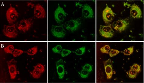 Confocal Fluorescence Microscopy On Live Du145 Cells Incubated A With