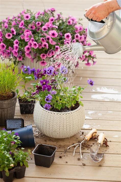 Man Gardener Planting Watering Pansy Flowers In Garden Stock Photo