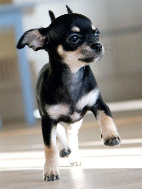 Le Chihuahua Un Petit Chien Très Prisé Thefashiondog