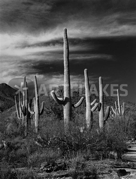 Black And White Photograph Of Cactus In Saguaro National Park