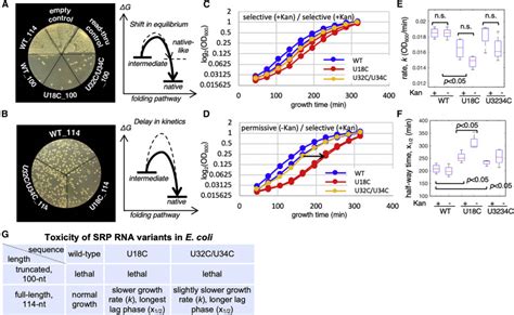 The Biogenesis Of Srp Rna Is Modulated By An Rna Folding Intermediate
