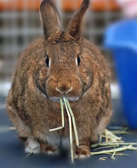Bunny Eating Hay By Diane Bell Rabbit Feeding Rabbit Meat Rabbits