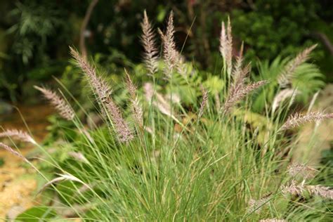 13 Types Of Colorful Ornamental Grass For Fall
