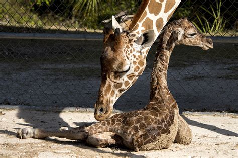 Baby Giraffe Born At Zoomiami Wsvn 7news Miami News Weather