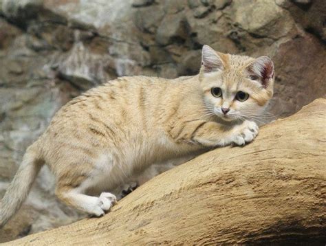 In 2002 The Iucn Listed The Sand Cat Population As Near Threatened