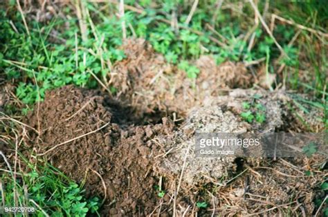 Gopher Holes Photos And Premium High Res Pictures Getty Images