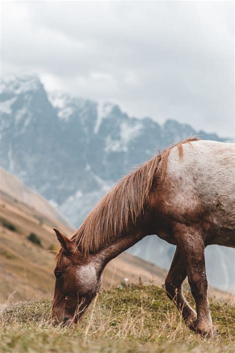 Brown Horse Eating Grass · Free Stock Photo