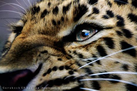 Amur Leopard By Gurukock Gp On 500px Leopard Eyes Animals Beautiful