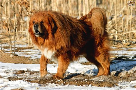 Five Large Dog Breeds That Look Like Bears Pets4homes
