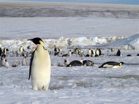 Eight New Colonies Of Emperor Penguins Discovered In Antarctica Rakerum