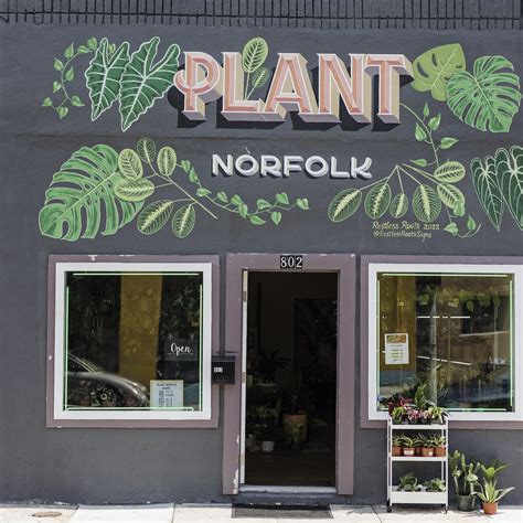 Plant Norfolk Neon Norfolk