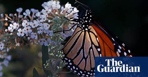 Winter Migration Of Monarch Butterflies To Mexico Drops After One Year