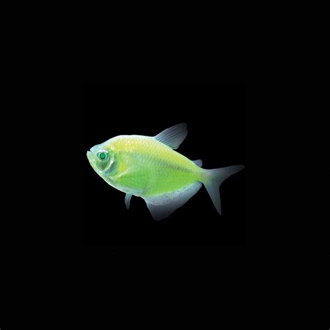 Glofish Electric Green Tetras For Sale Petco