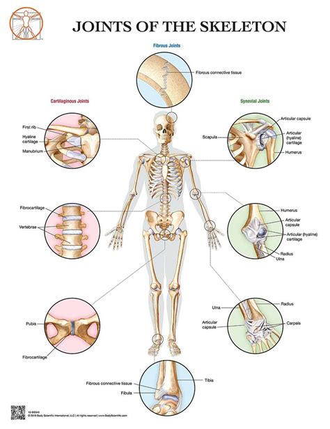 Skeletal System Head And Trunk Anatomy Chart Clinical Charts And