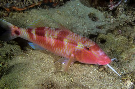 Longbarbel Goatfish Facts And Photographs Seaunseen