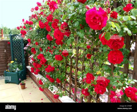 Climbing Red Roses Growing On A Trellis In A Garden Stock Photo Alamy