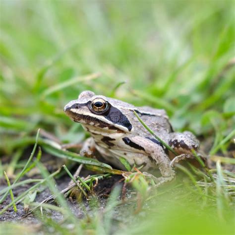Frog In The Grass Stock Image Image Of Distance Face 155426761