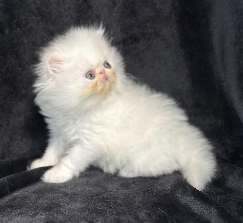 Available Kittens Gems Of The South Persians And Himalayans