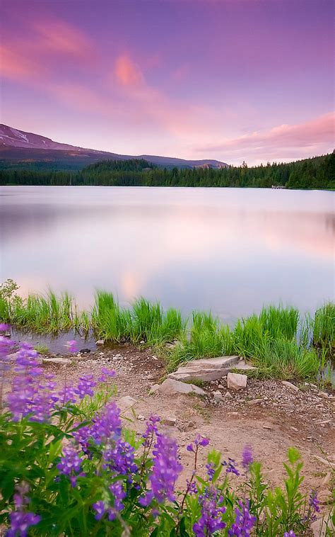 Free Download Beautiful Pink Landscape Nature Hd Wallpaper