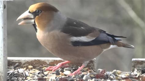 Die gefiederten mitbewohner im garten können zwar auch lästig sein, wie zum beispiel die krähen, aber auch nützlich. Heimische Singvögel am Futterhaus ... der Kernbeißer ...