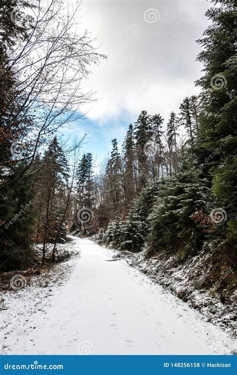 Snowy Woodland Path In The Middle Of The Winter Forest Stock Photo