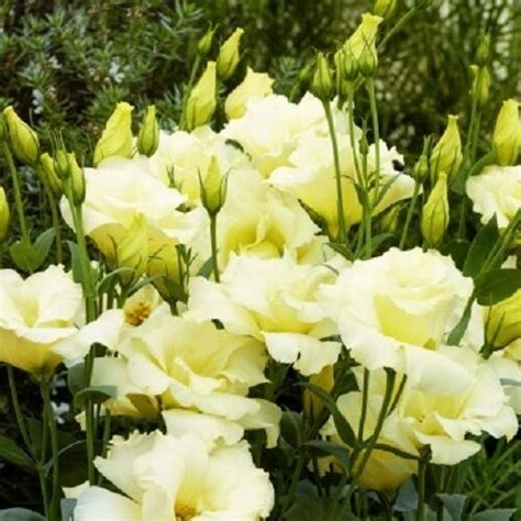 We have the largest cut flower shop in the south east, offering a wide variety of fresh seasonal cut flowers and beautiful bouquets. 20+ YELLOW LISIANTHUS FLOWER SEEDS / ANNUAL / GREAT CUT ...